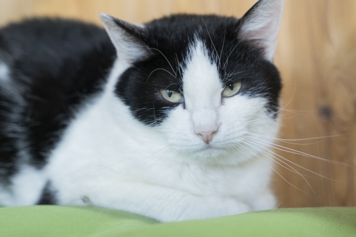 Пипетка (1135з-23к)