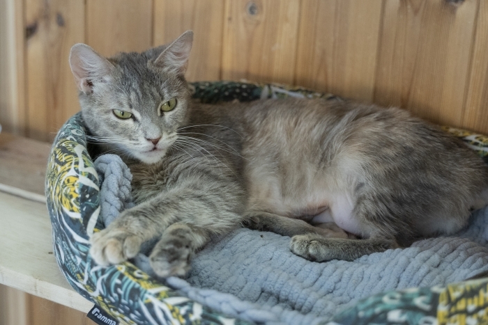 Нота (971з-22к)