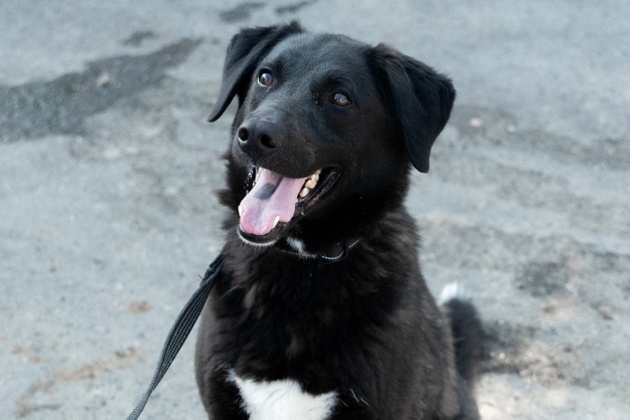 Грасс (1913з-22)