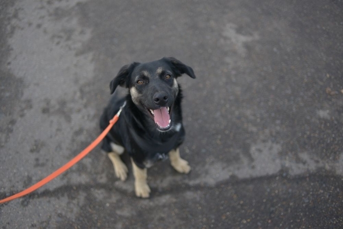 Марсианка (1603з-20)