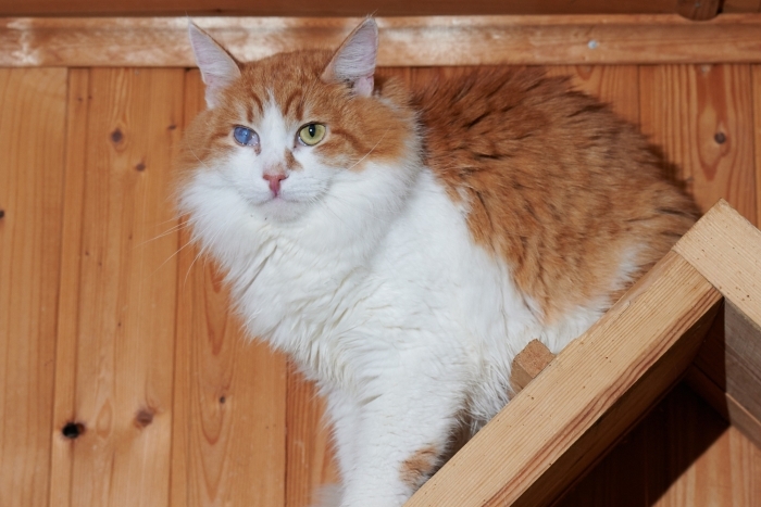 Абдула (1275з-24)