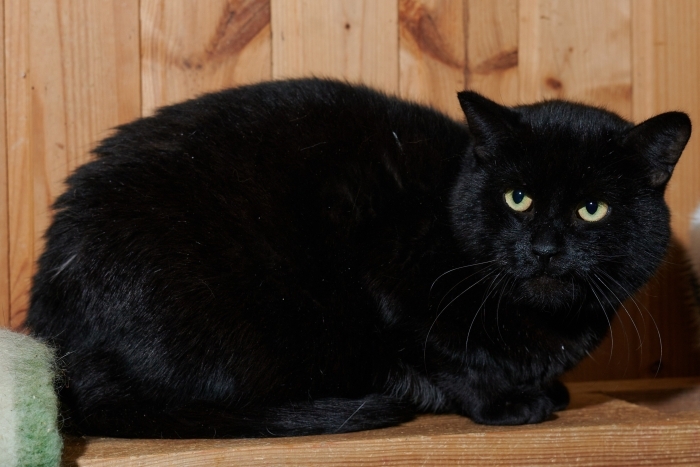 Бегемот (1380з-25к)