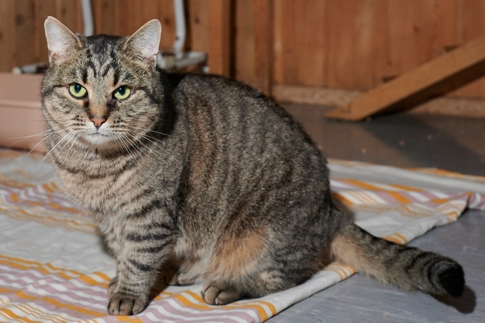 Пипито (1047з-23к)