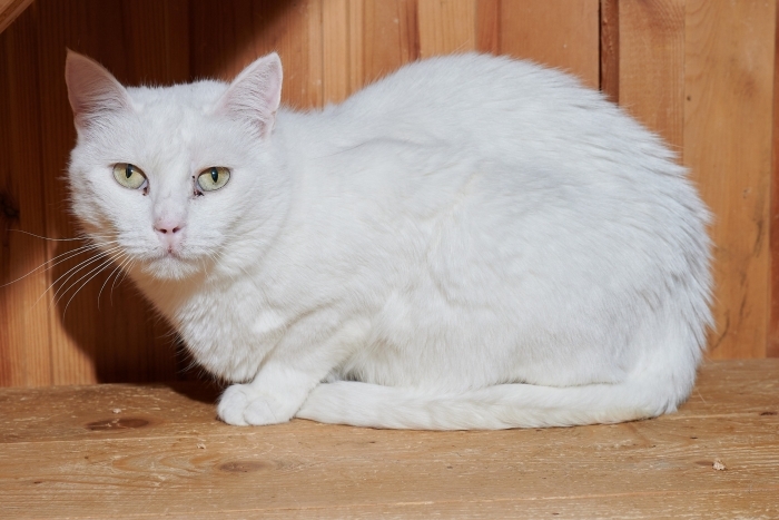 Бланш (1270з-24к)