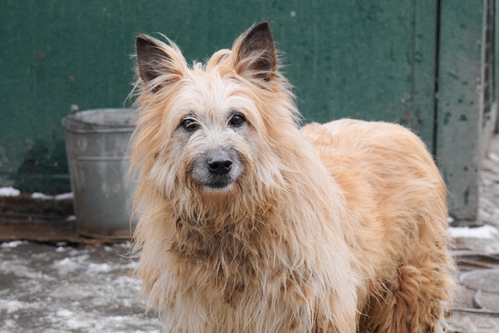 Кукла (762з-16)