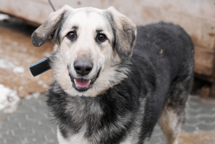 Корсика (2105з-25)