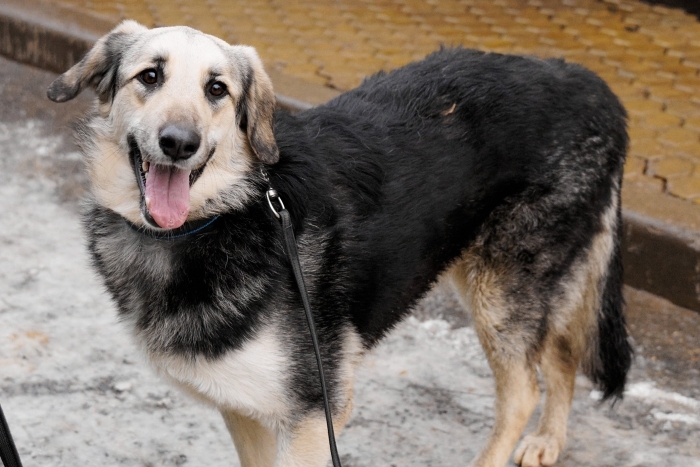 Корсика (2105з-25)