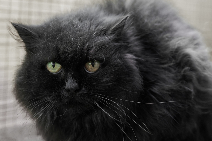 Волга (1549з-25к)