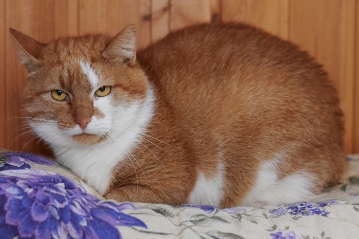 Сафрон (1419з-25к)