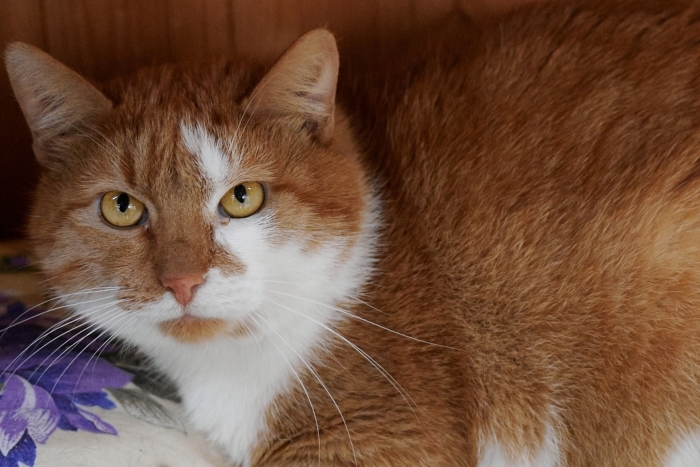 Сафрон (1419з-25к)