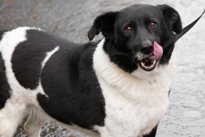 Улинька (951з-17)