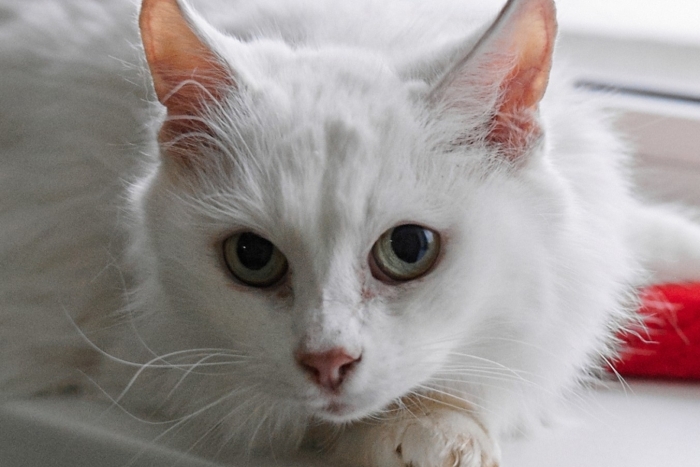 Луна (1613з-25к)