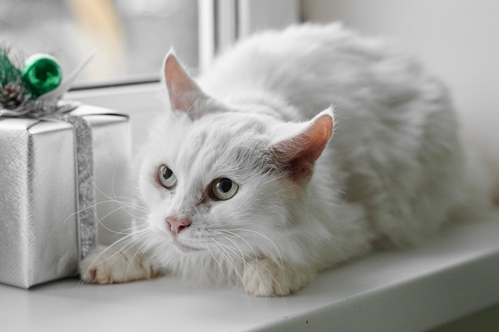 Луна (1613з-25к)