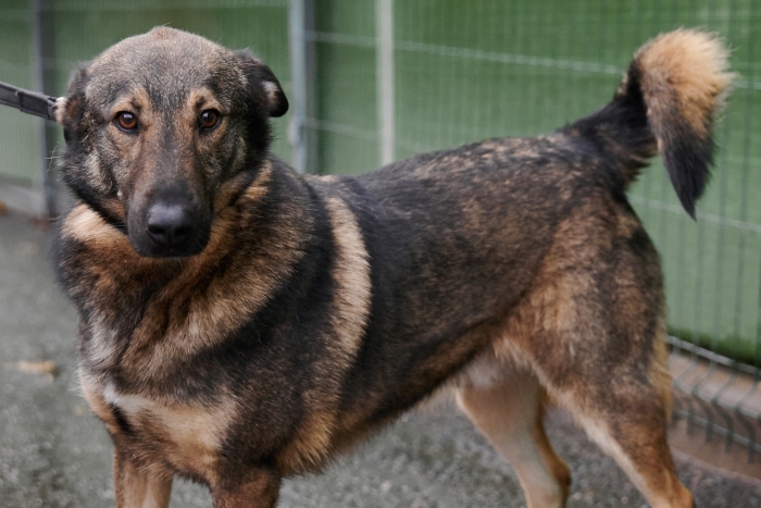 Герасим (1956з-23)