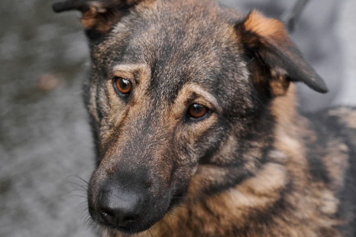 Герасим (1956з-23)