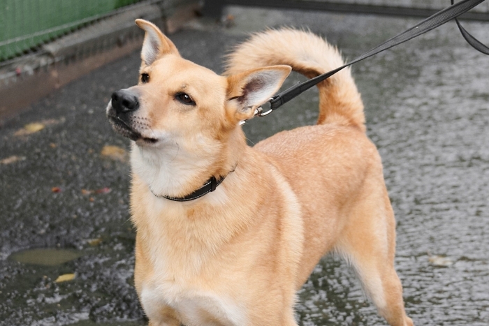 Вадик (1957з-23)