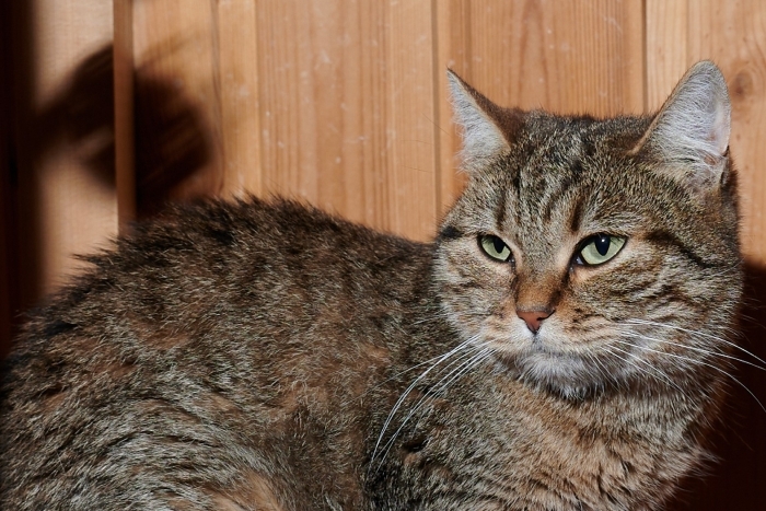 Констанция (1429з-25к)