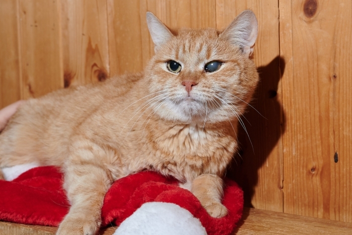 Вавилон (1486з-25к)