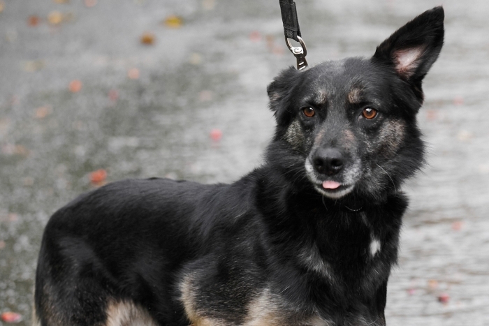 Марсианка (1603з-20)