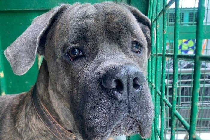 Деймон (1783-26)