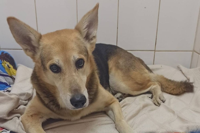 Дин (2222з-25с)