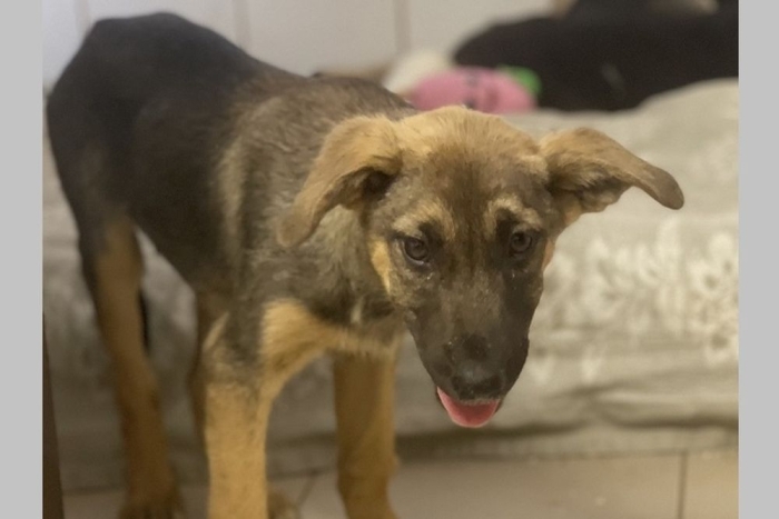 Эго (46553с685)