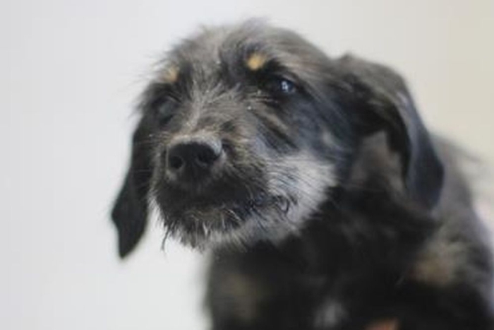 Эклер (2239з-26с)