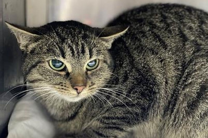 Эрка (1593з-25к)