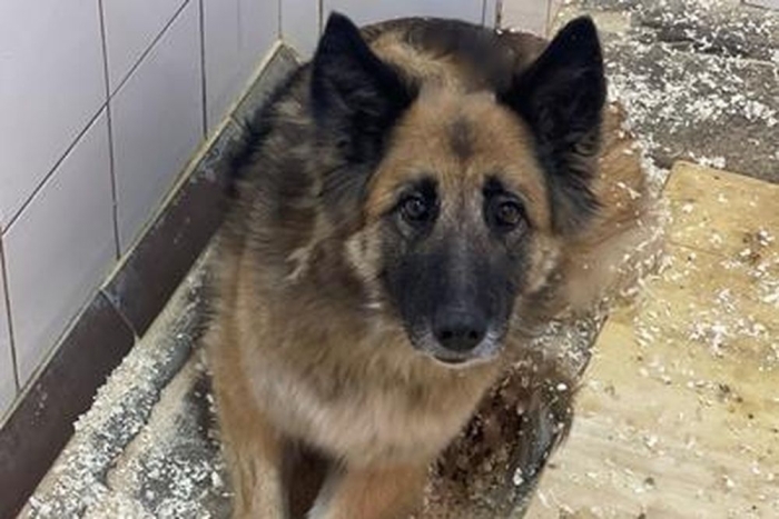 Эсмеральда (2234з-26с)