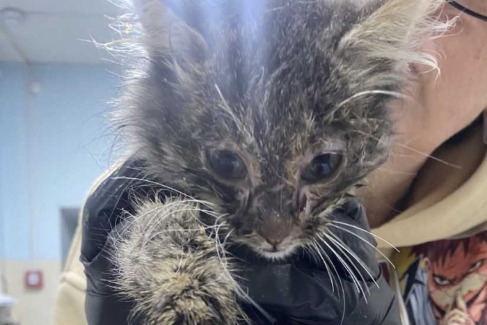 Финдус (1601-26к)