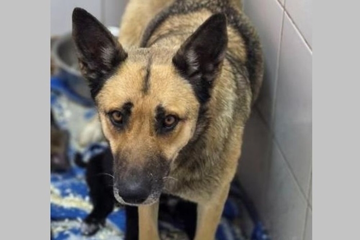 Форзиция ( 2259з-26с)