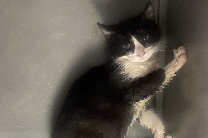 Горошек (1604-26к)