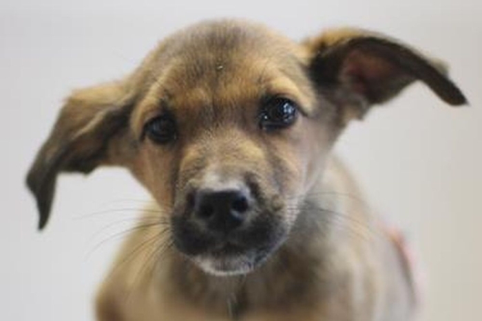 Хамон (2242з-26с)