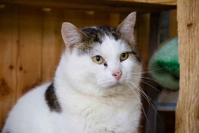 Тайсон (1218з-24)