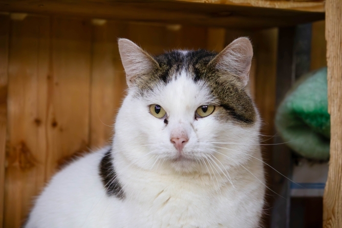 Тайсон (1218з-24)