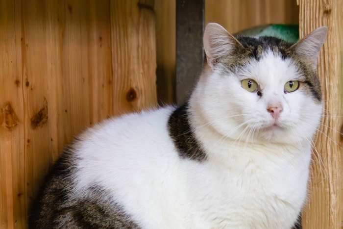 Тайсон (1218з-24)