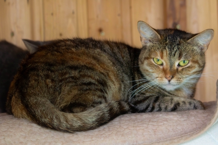 Аленка (995з-23к)