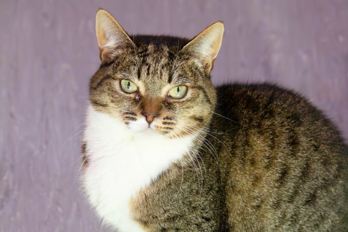 Севилья (1322з-24к)