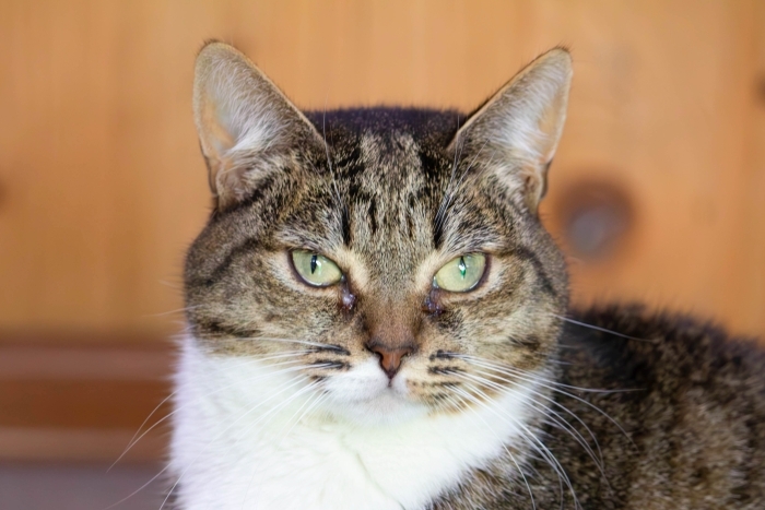 Севилья (1322з-24к)