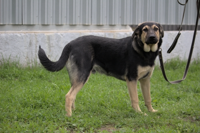 Йода (2134з-25)