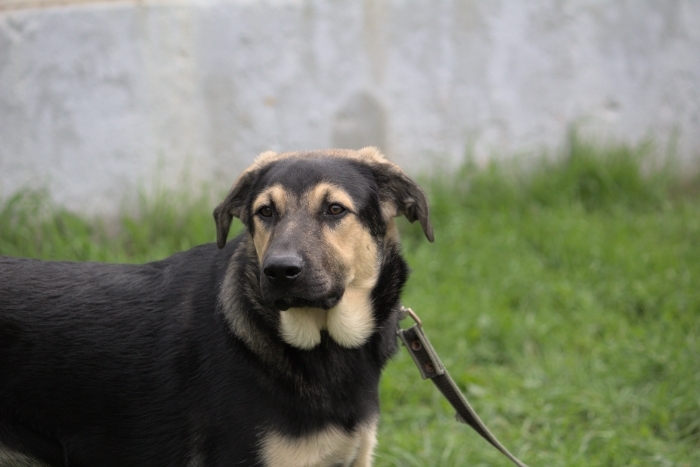 Йода (2134з-25)