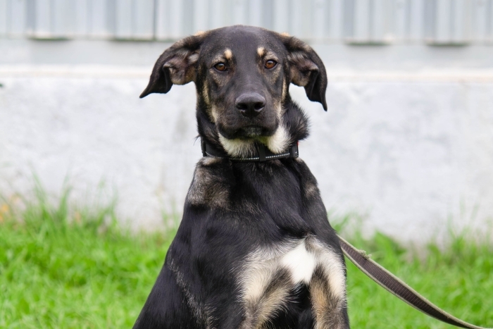 Форест (2135з-25)