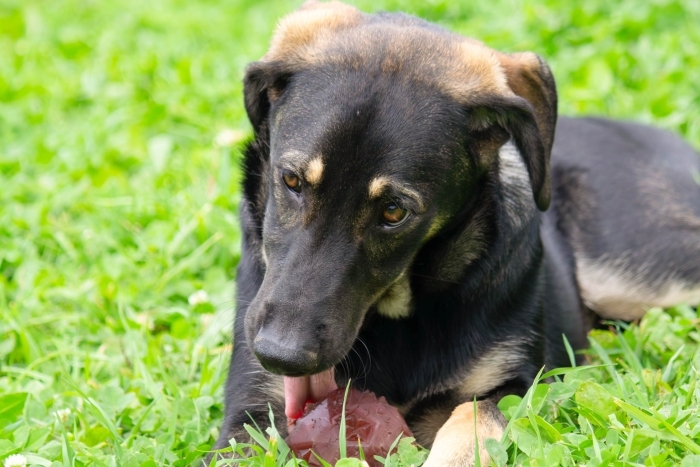 Форест (2135з-25)