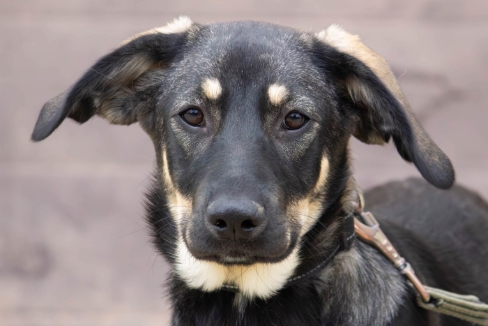 Нероли (2138з-25)