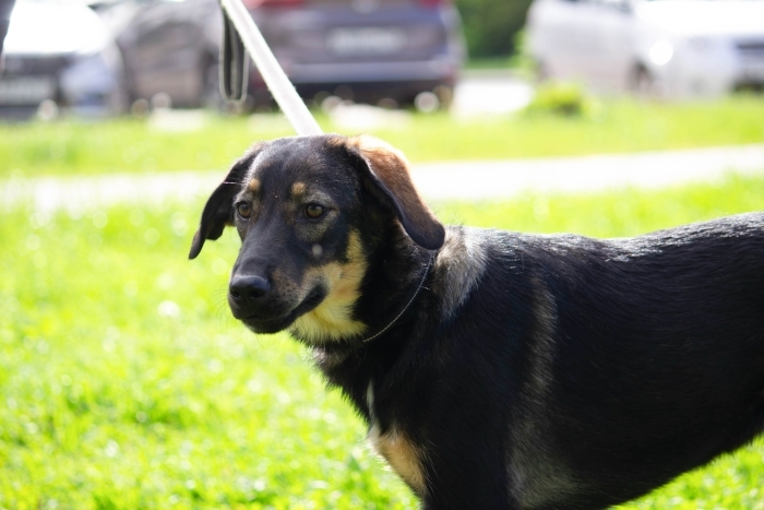 Пачули (2139з-25)