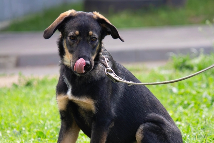 Пачули (2139з-25)