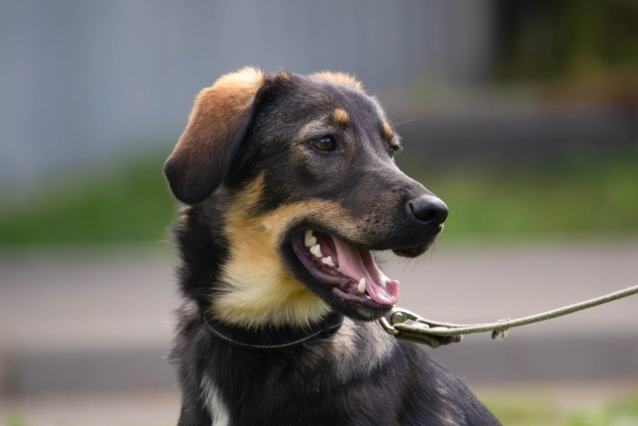 Пачули (2139з-25)