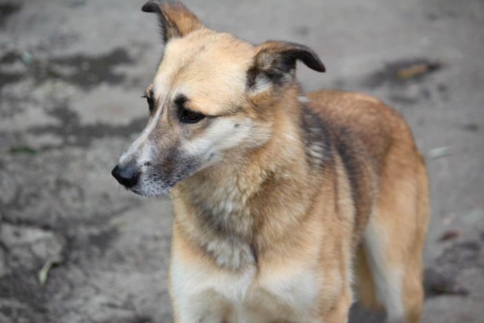 Луиза (1923з-22)