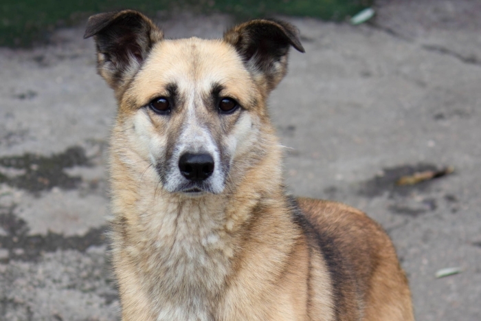 Луиза (1923з-22)