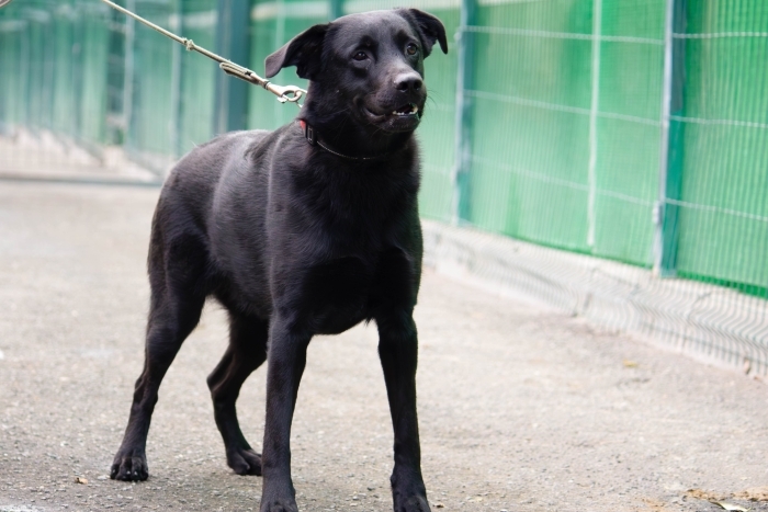 Сонечка (2044з-24)